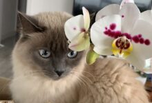 Are Orchids Toxic to Cats?