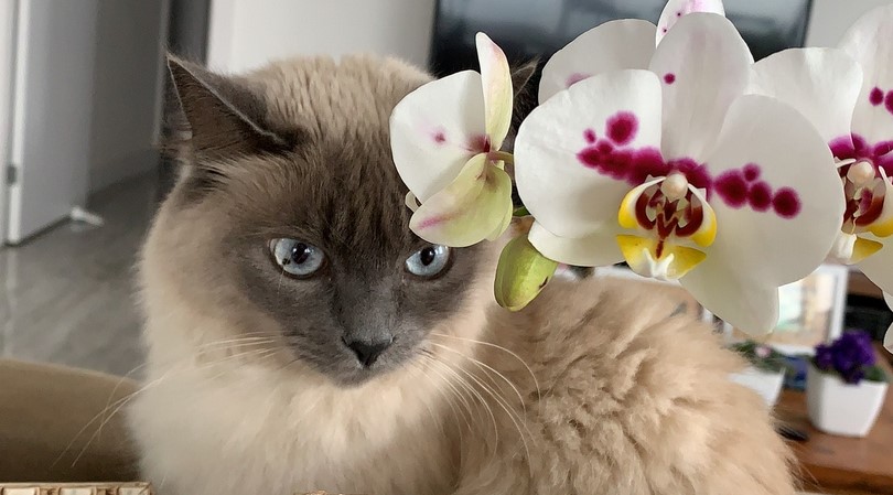 Are Orchids Toxic to Cats