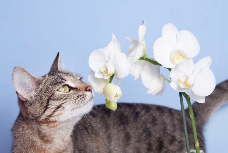 Are orchids toxic to cats and dogs?