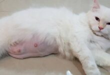 Why Do Male Cats Have Nipples
