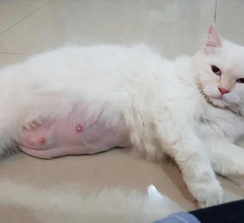 Why Do Male Cats Have Nipples