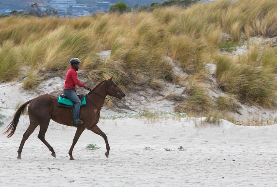 How Far Can a Horse Travel in a Day