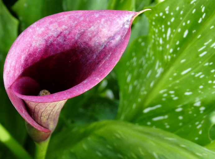 Calla Lily - Symbolism