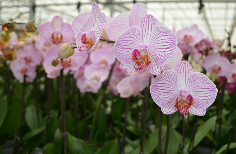 How long should orchid flowers last?
