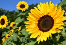 Sunflower Flower Care and Meaning