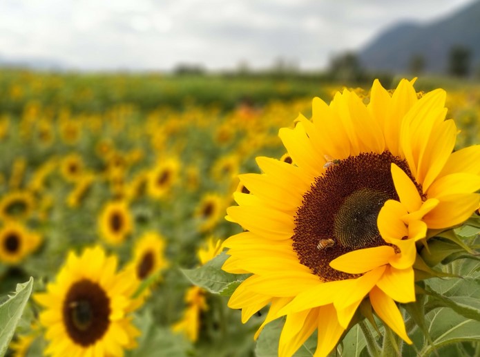 Why are sunflowers so special?