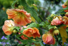 Abutilon – Flowering Maple