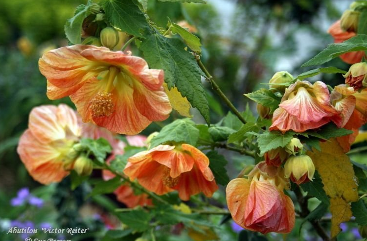 Abutilon - Flowering Maple