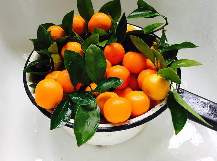 Can you eat calamondin miniature orange?