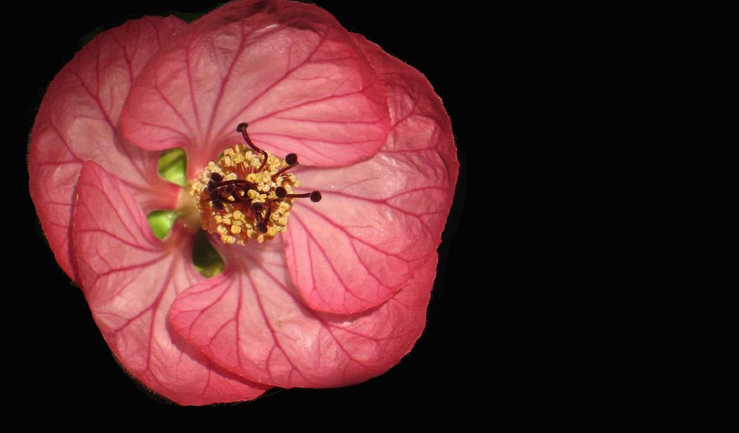 Can Abutilon be grown indoors?