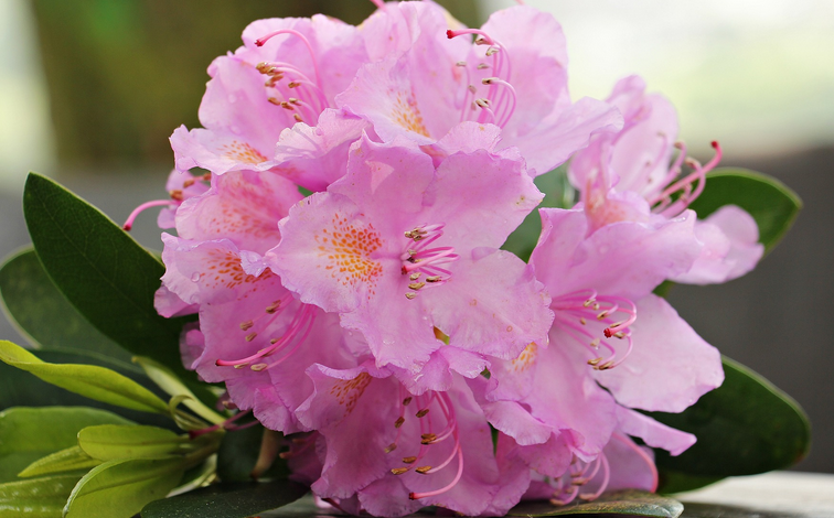 What is the azalea known for?