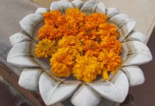 The Marigold: Its Meanings and Symbolism