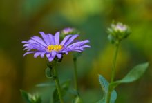 How to Divide and Transplant Asters
